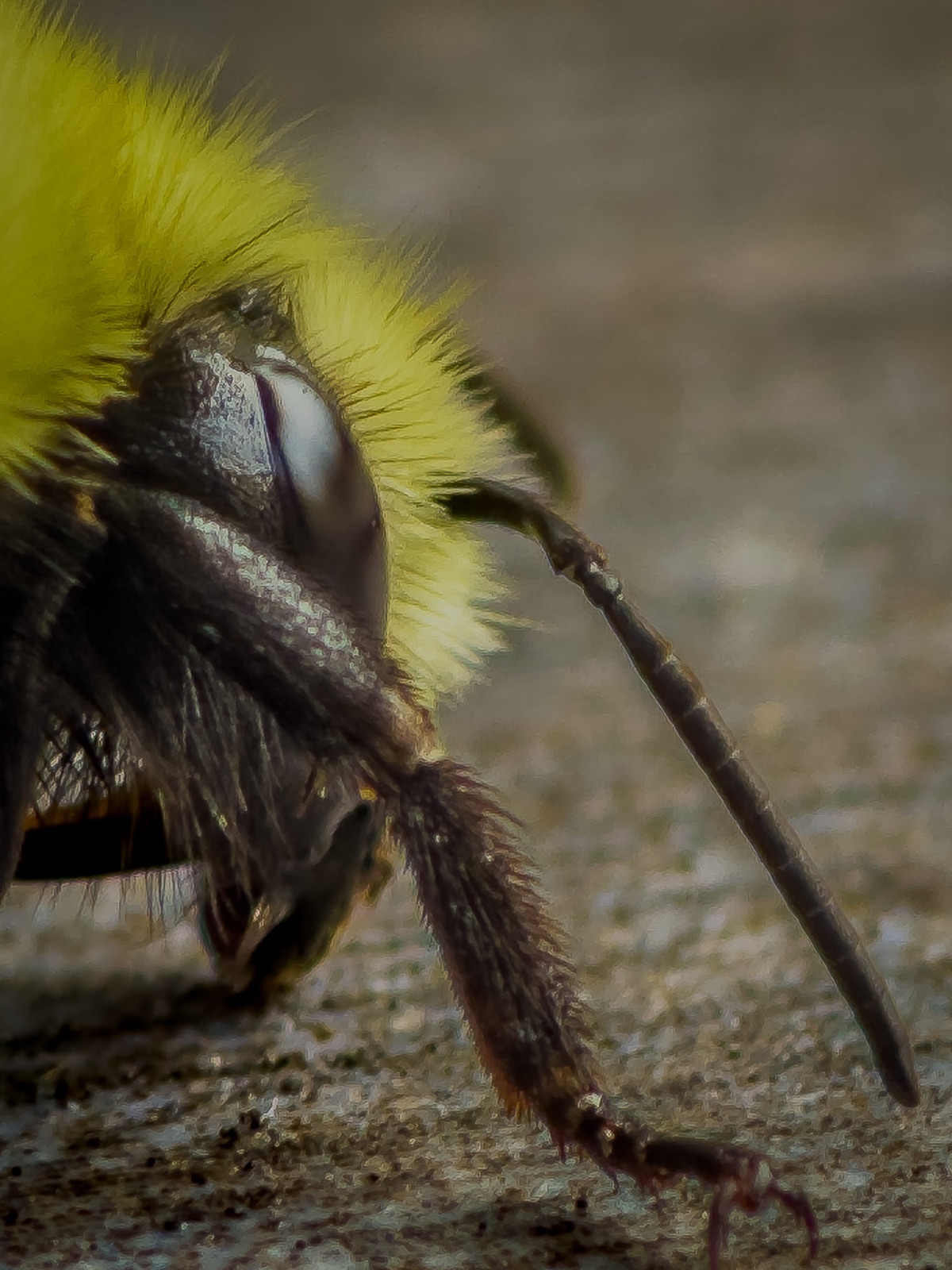 Macro side profile of a bee on a flower