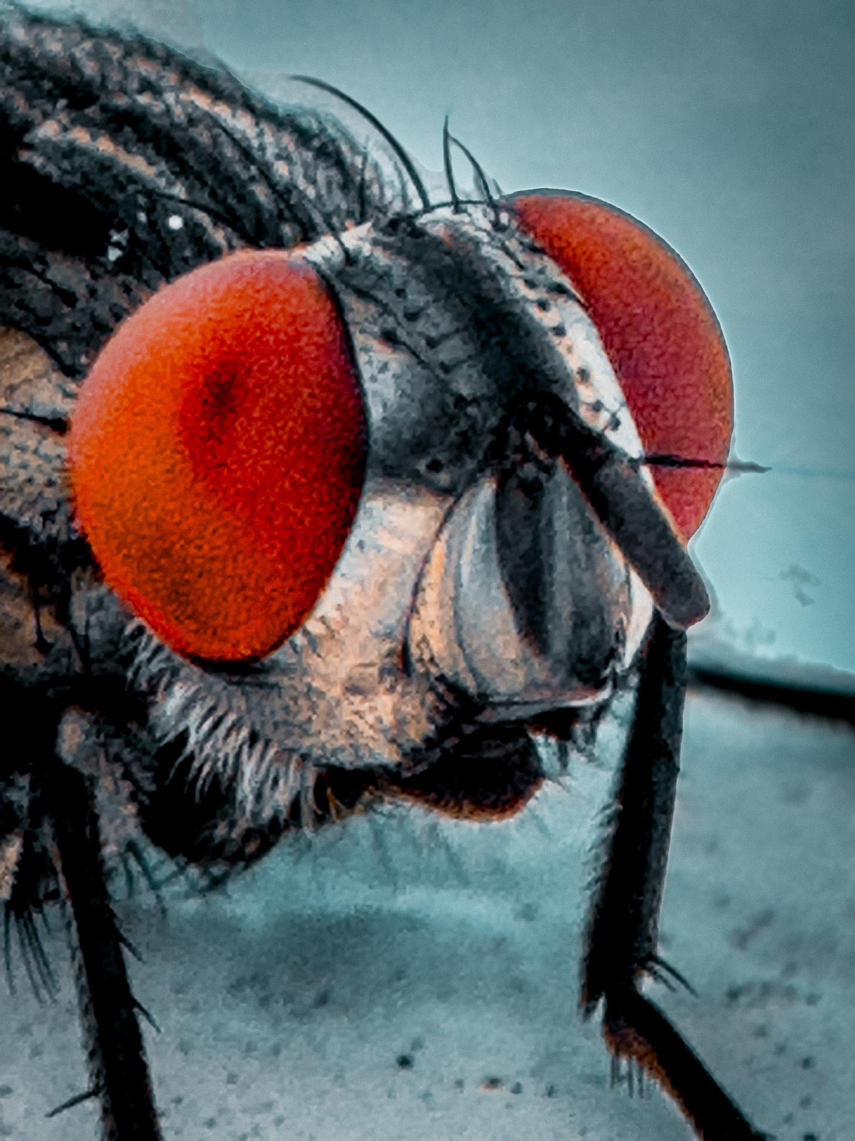 Macro close up of a fly, big red eyes