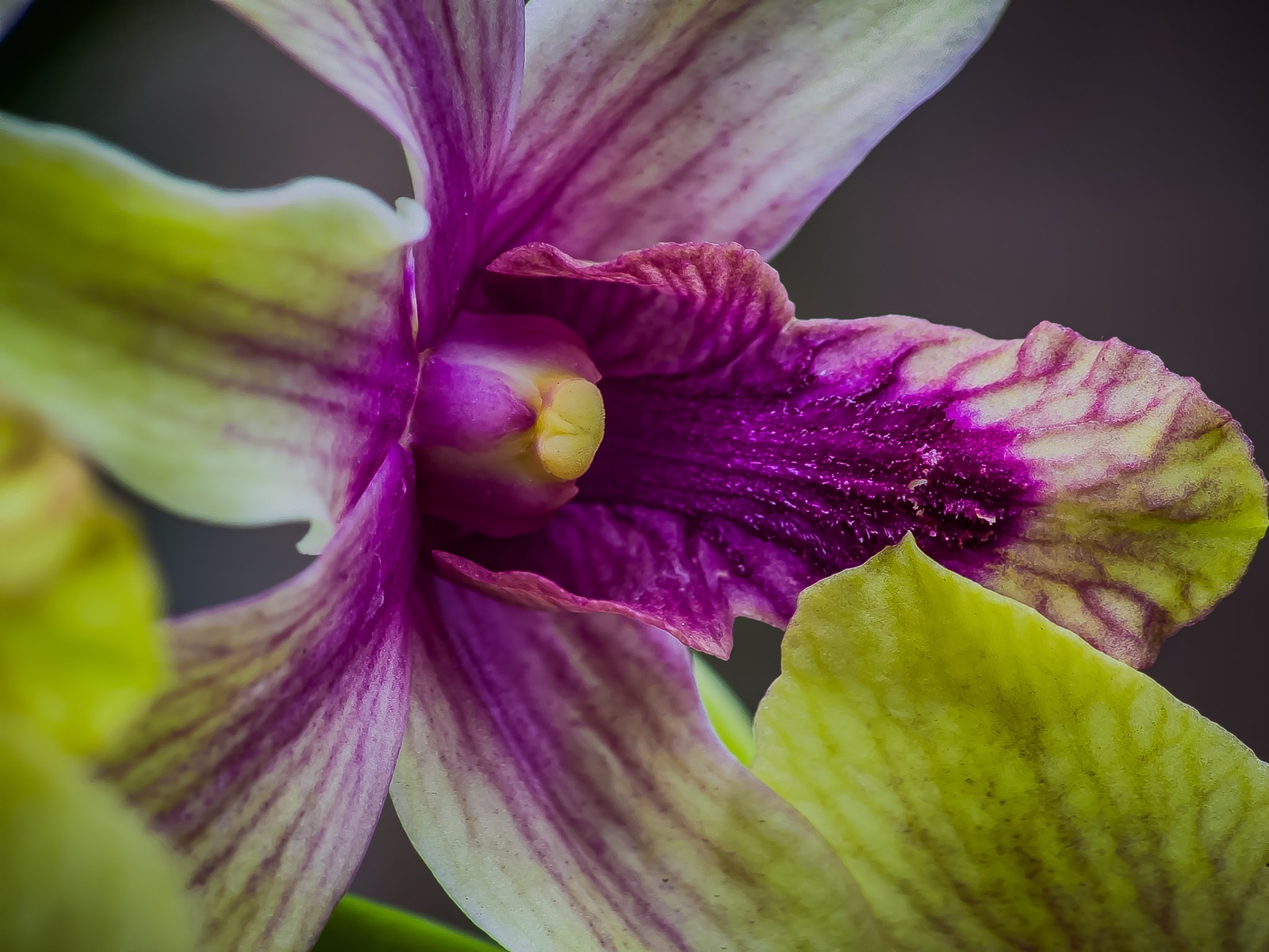 Macro close up of an orchid with purples and yellows