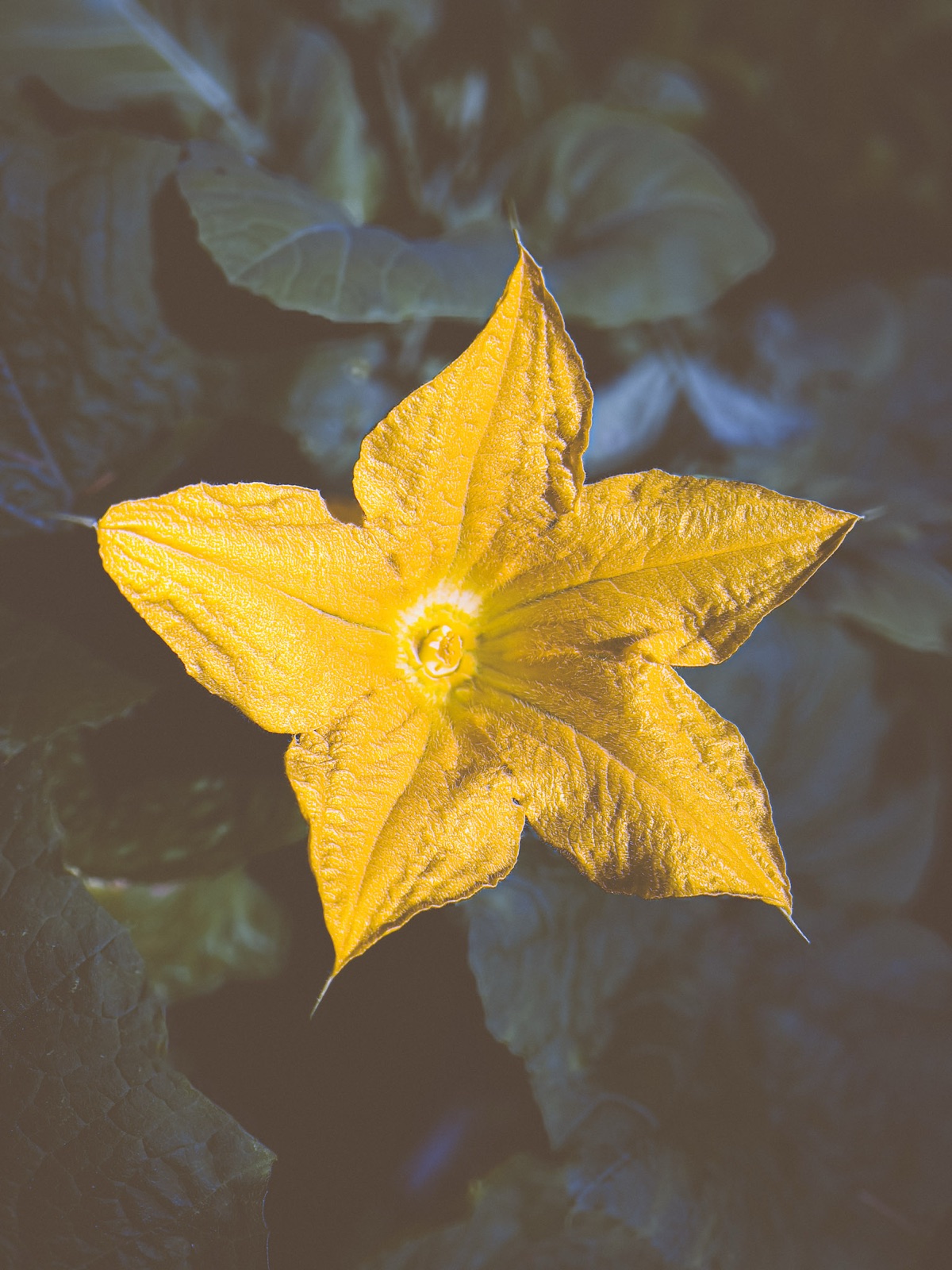Macro close-up of a star-shaped flower in bloom